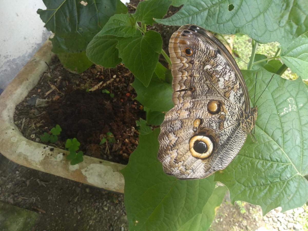 Hosteria La Roulotte - Mindo Esterno foto